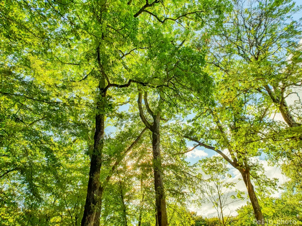 Entretien arbre