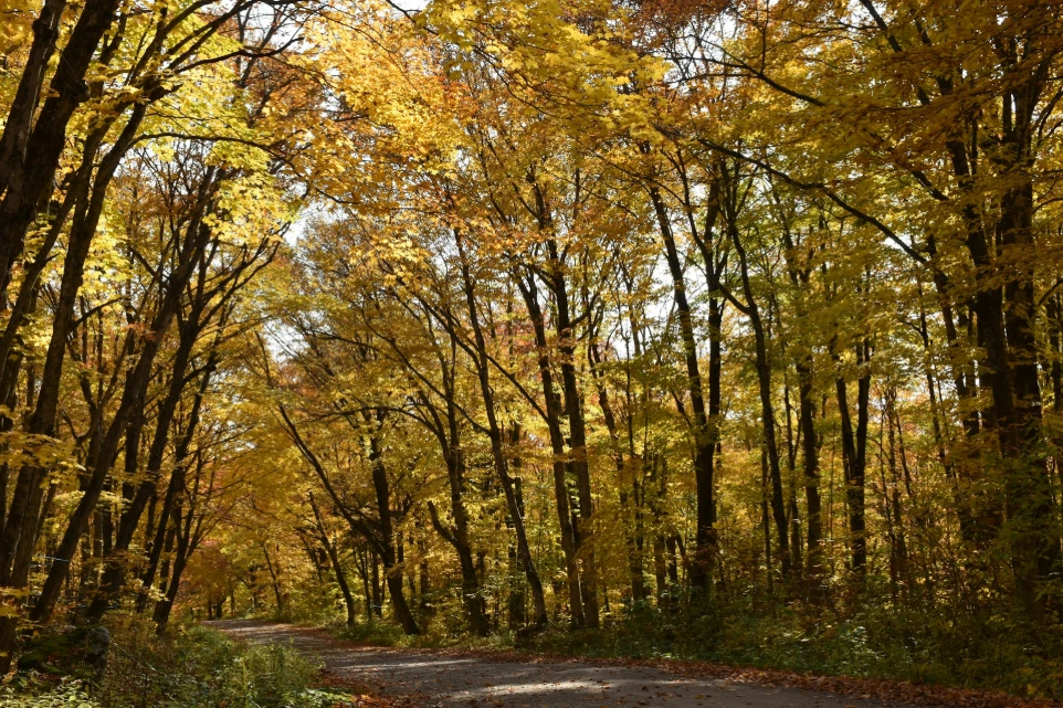 Taille douce des arbres