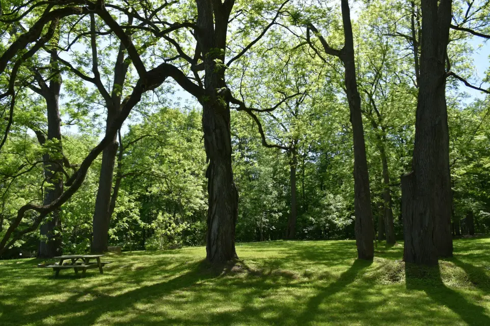 a grassy area with trees and a bench