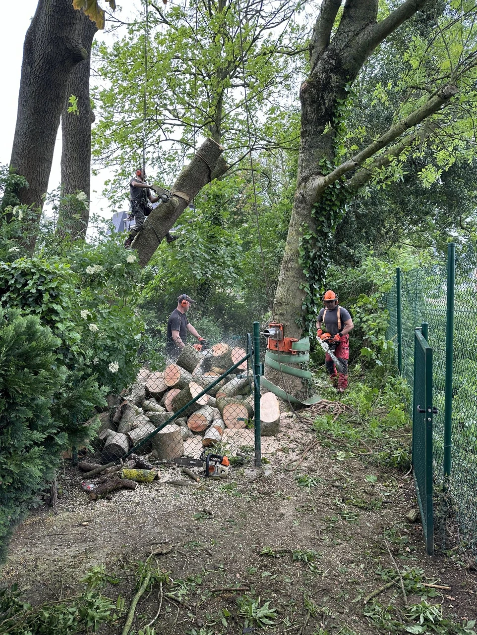 Abattage arbre Charleroi