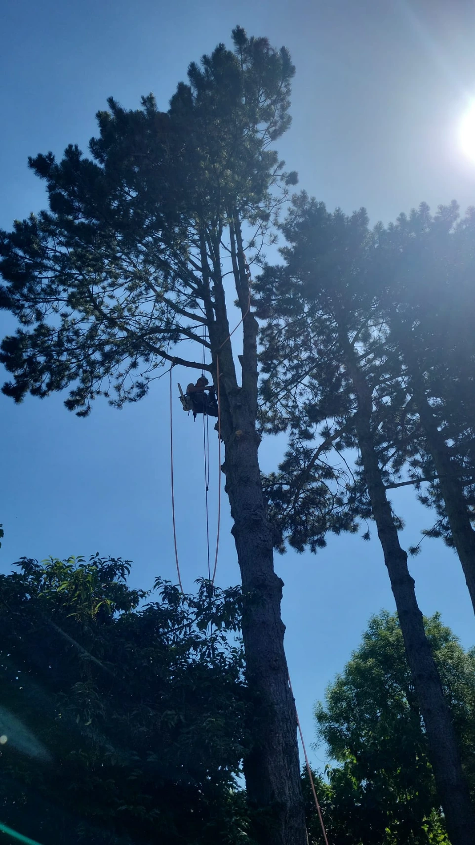 Quand élaguer un arbre