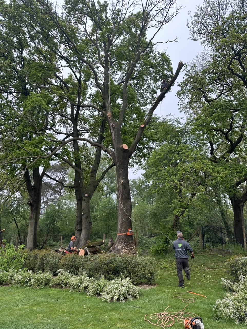 Coupe d'arbre et voisinage