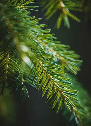 Sapin