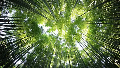 Forêt